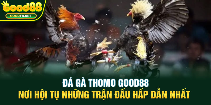 Đá Gà Thomo Good88