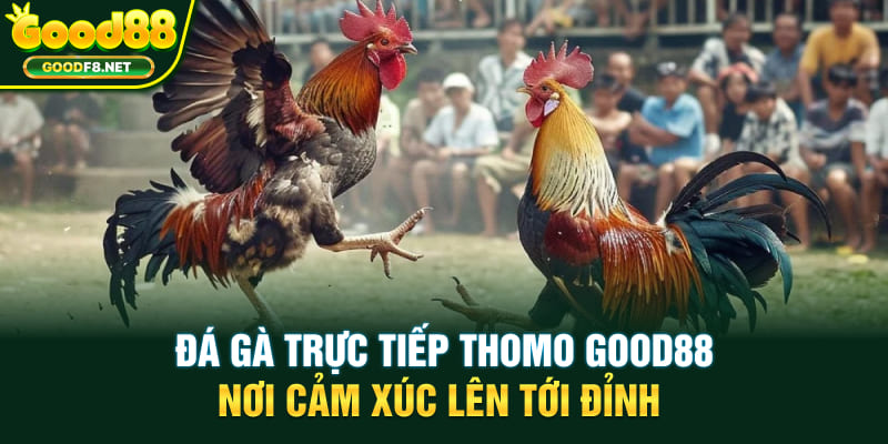 Đá gà trực tiếp thomo good88