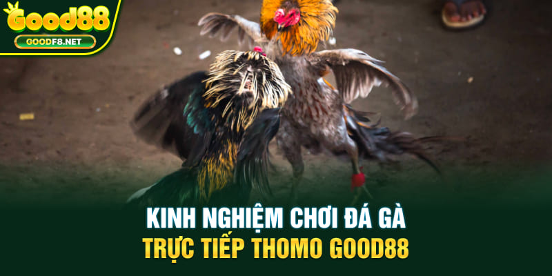 Kinh nghiệm chơi đá gà trực tiếp Thomo Good88