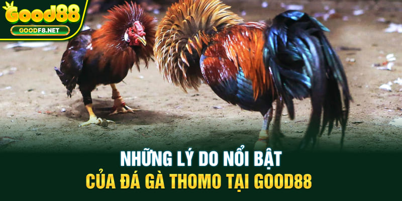 Những lý do nổi bật của đá gà Thomo tại Good88