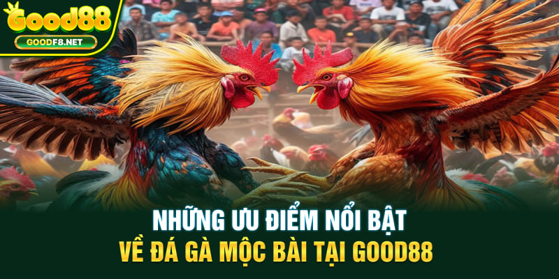 Những ưu điểm nổi bật về đá gà Mộc Bài tại Good88