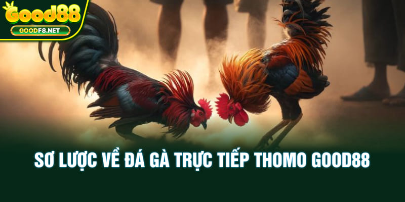 Sơ lược về đá gà trực tiếp Thomo Good88