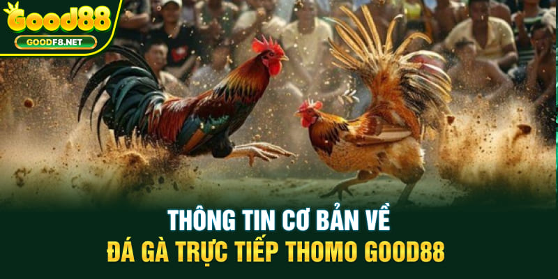 Thông tin cơ bản về đá gà trực tiếp Thomo Good88