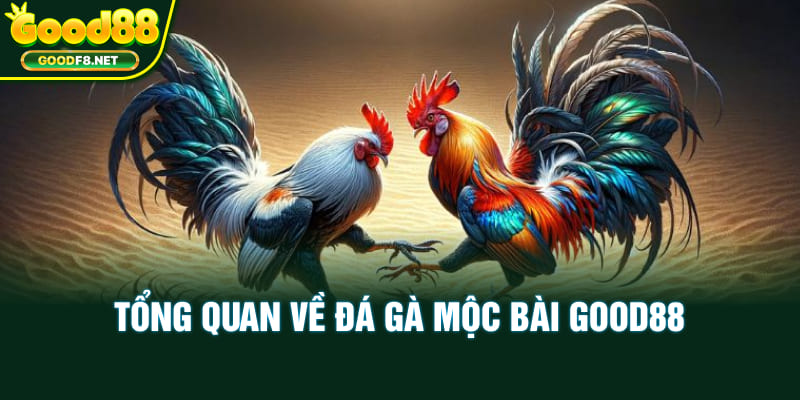 Tổng quan về đá gà Mộc Bài Good88