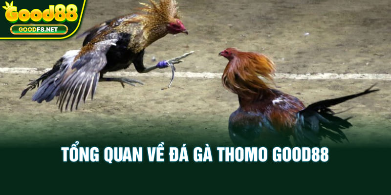 Tổng quan về đá gà Thomo Good88